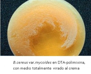 BACILUS CEREUS