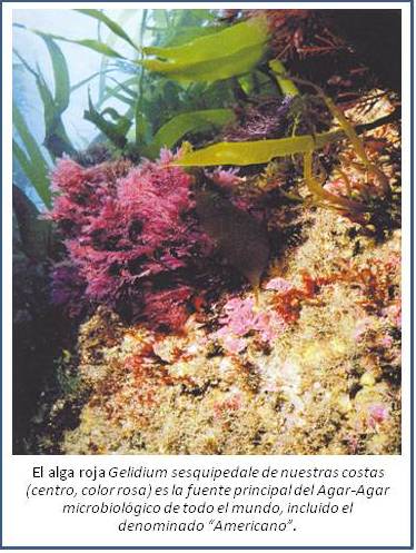 Agar-Agar-Americano