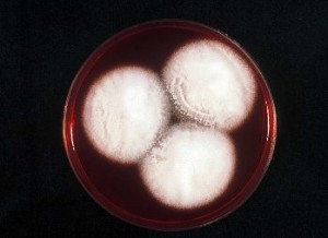 DERMATOPHYTE SELECTIVE CAF. AGAR 2