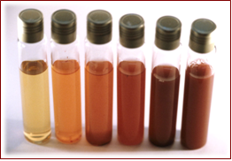 RAPIDTEST Broth Diferentes tonos de viraje en función de la carga microbiana total y el tiempo de incubación