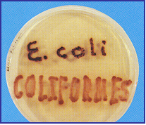 MUGPLUS Cfs.Agar E.coli: colonias azul-violetas, demás coliformes: colonias rosas