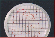YEA-Cromogenic Nutrient Agar