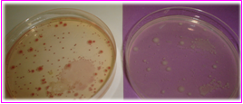 PCA-MILK-Cromogenic Agar En los tres medios las colonias rojas contrastan con el color del medio, las partículas, las burbujas y la membrana.