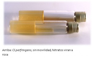 buffered nitrate mov.