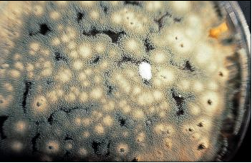 Penicillium expansum, alterativo de frutas y productor de patulina