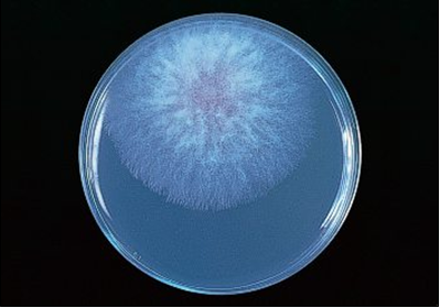 Fusarium graminearum, fitopatógeno, productor de tricotecenos y patógeno oportunista