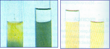 Izquierda: Metabolismo oxidativo. Derecha: Metabolismo Fermentativo. (Sólo crece en el tubo sin tapón) (Crecimiento en ambos tubos)