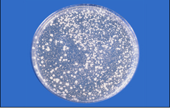 Orange Serum Caf.Agar: Recuento de levaduras y mohos acidófilos.