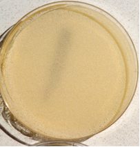 Crecimiento masivo de Saccharomyces cerevisiae, la levadura del pan y la cervez