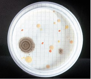 Recuento total por filtración de membrana en un agua destilada: Gran recuperación y diversidad de flora mixta.