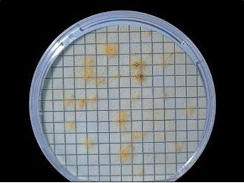 Aspergillus niger en placa con cartón absorbente