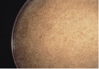 Rhizopus stolonifer, primitivo moho del pan