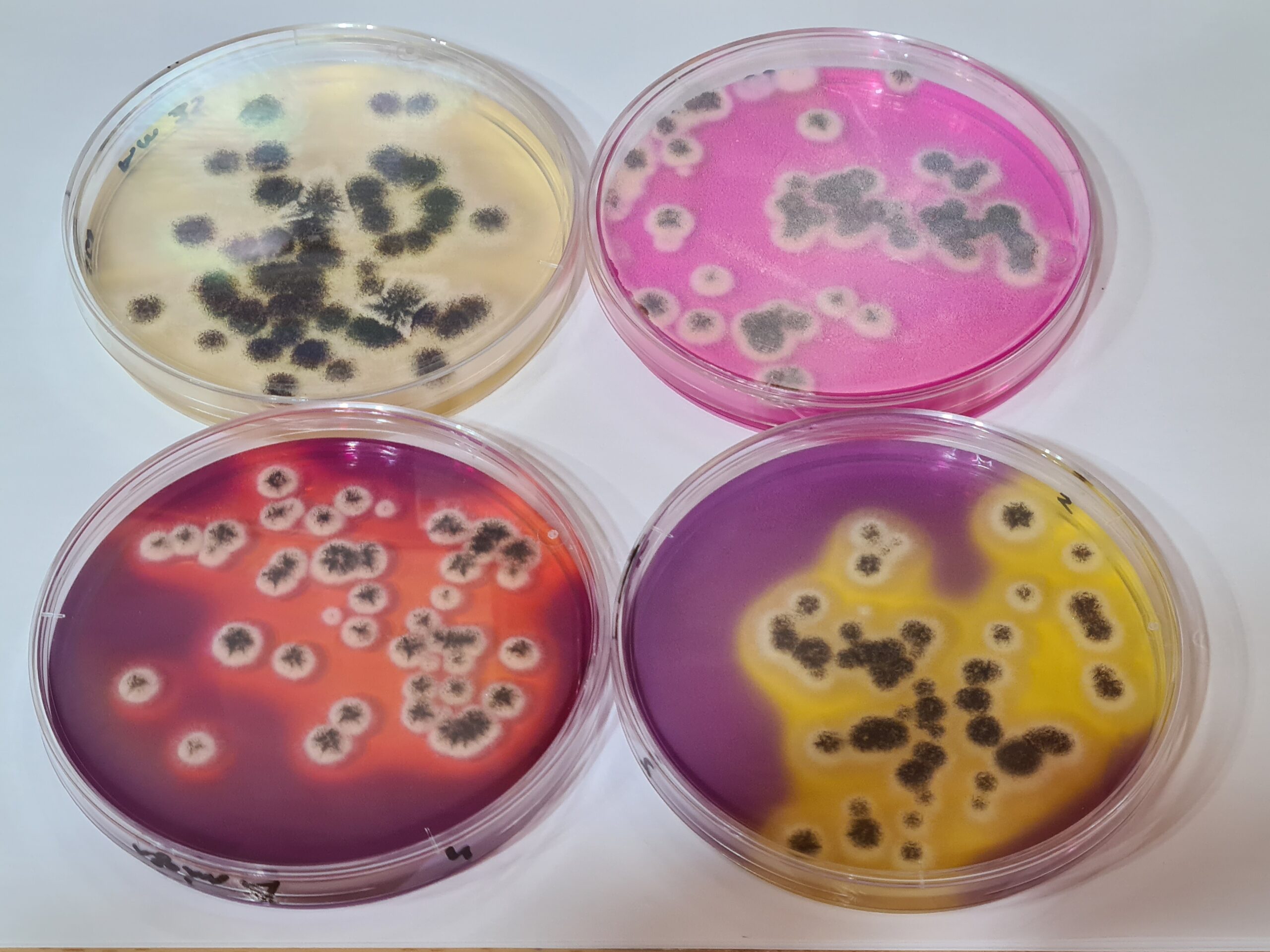 Microbiologicos Microbiología: 10 problemas-10 soluciones